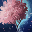 Small Canthan Cherry Tree