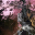 Large Canthan Cherry Tree