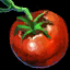 Tomate (gw2)