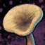 Sawgill Mushroom