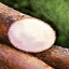 Racine de manioc