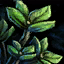 Thyme Leaf